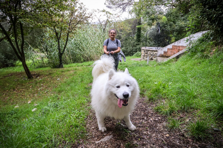 canicross, chiens, course, cite, rostit
