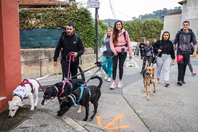 canicross, chiens, course, mollet