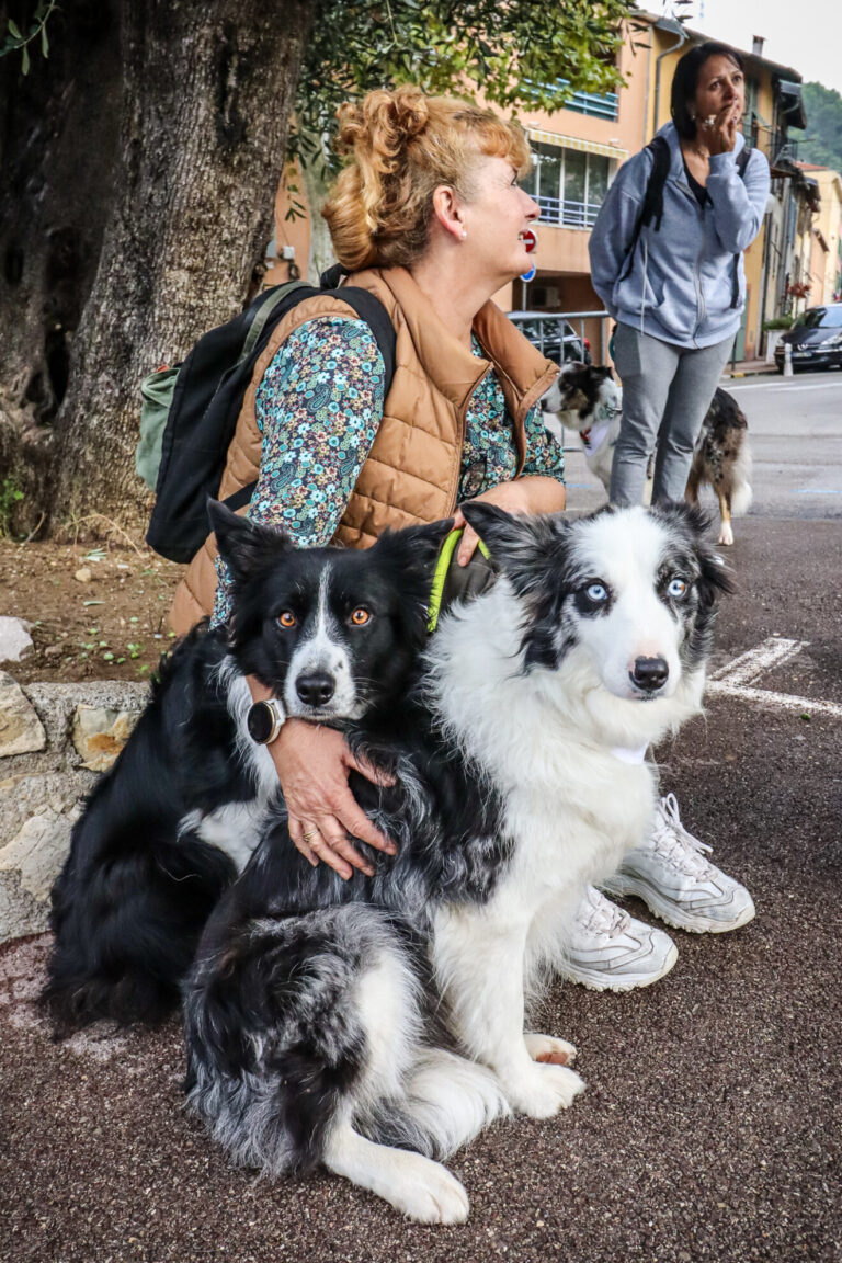 canicross, chiens, course, pasteur
